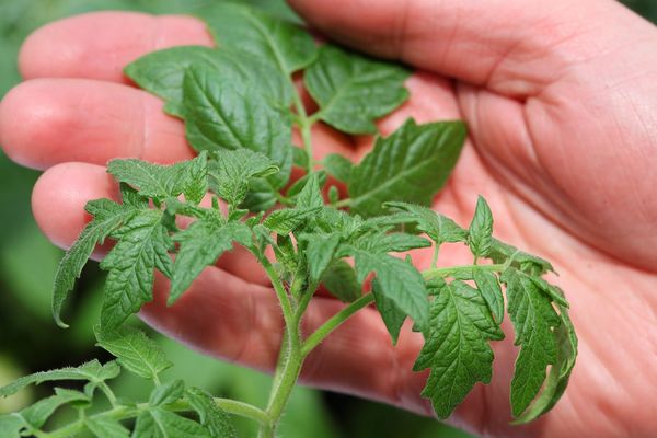 Tomatensetzlinge in der Hand