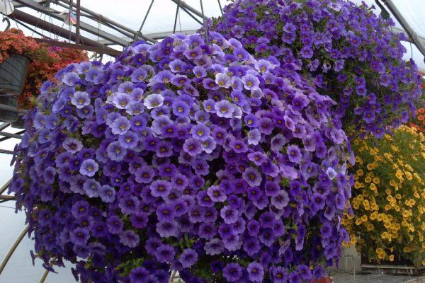 prachtige petunia's