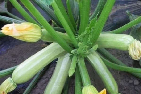 Kavili squash bushes