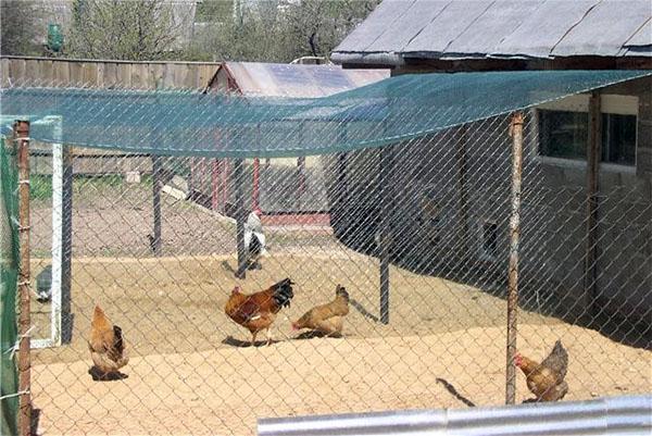 walking chickens out of the coop