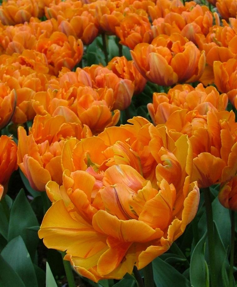 Tulipánová oranžová princezna