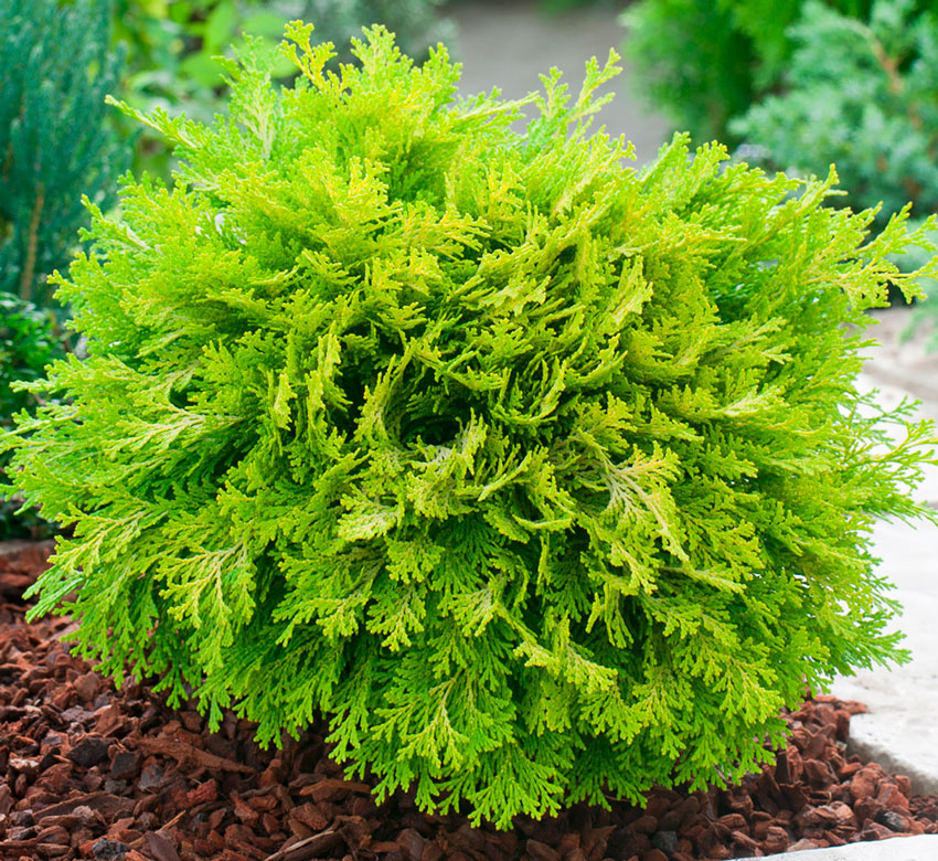 TOP 40 coniferous trees and shrubs with names, plant descriptions