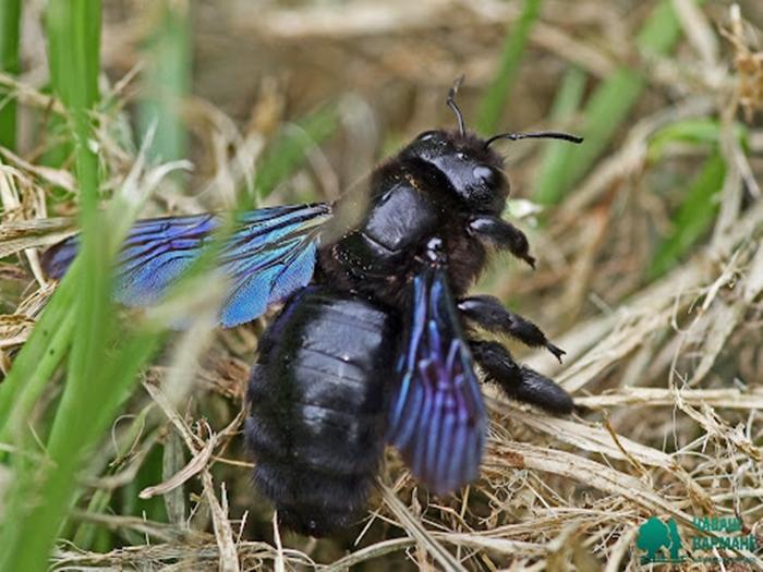 große schwarze Biene