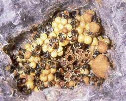 bumblebee nest