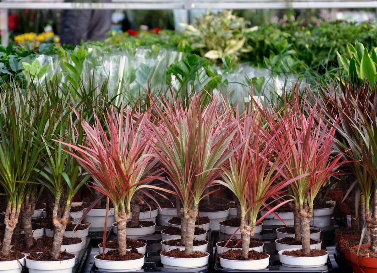 Dracaena projev hniloby