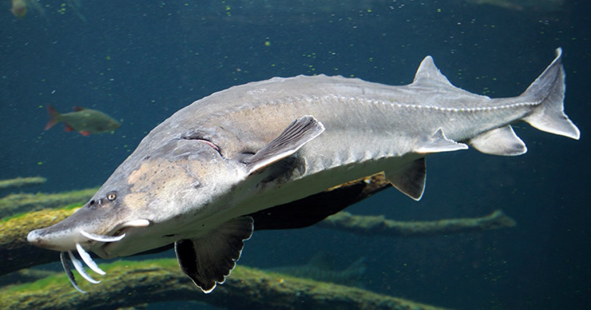 peixe beluga