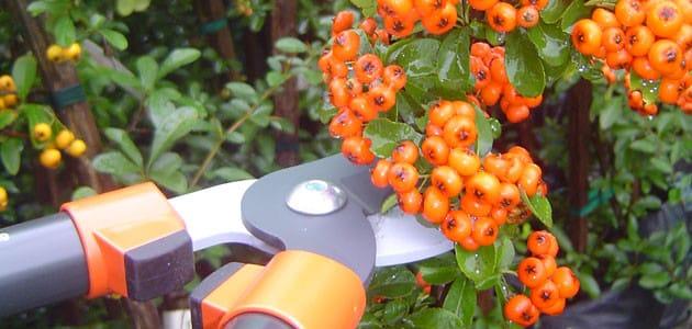 sea ​​buckthorn pruning