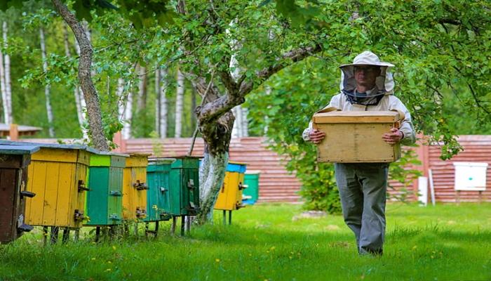 l'apiculture dans la région de Léningrad