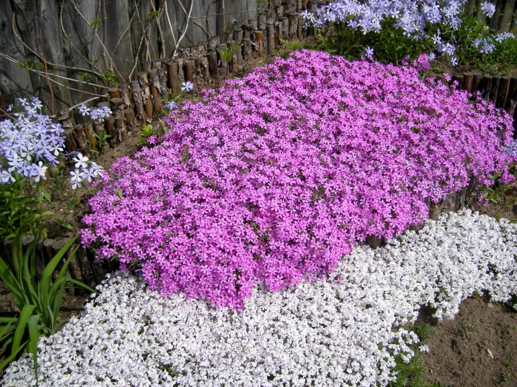 ¿Qué flores perennes se pueden plantar en una tumba? Las 35 mejores para un cementerio.