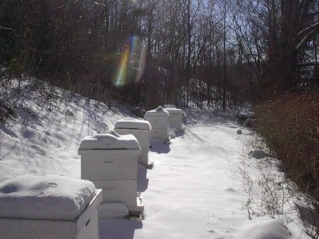 Bienenzucht im Winter