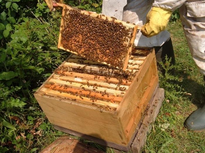 Bienen im Herbst in einen neuen Bienenstock überführen