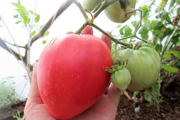 Tomatenbüsche Korolevich