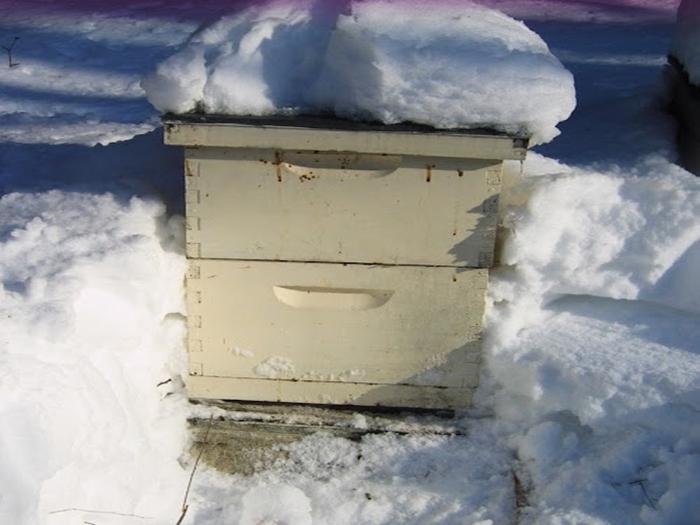 Winterschlafraum für Bienen