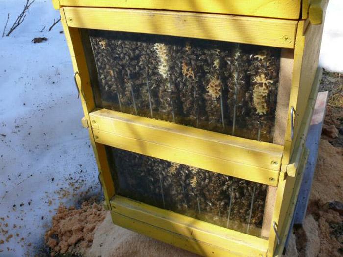 wintering of bees