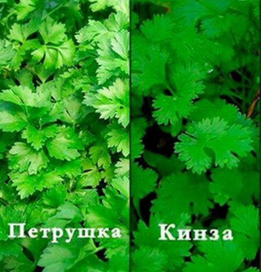 Cilantro and parsley