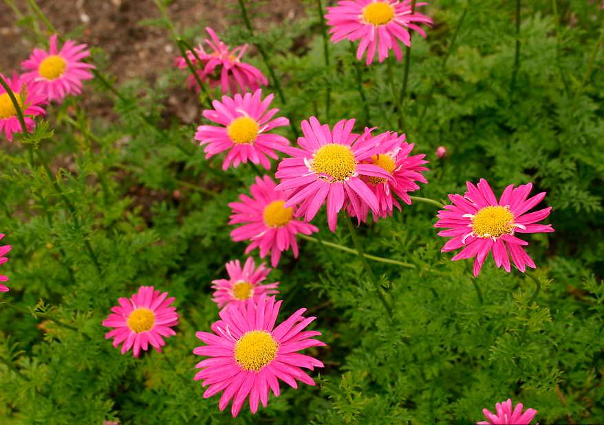 Pyrethrum rosa