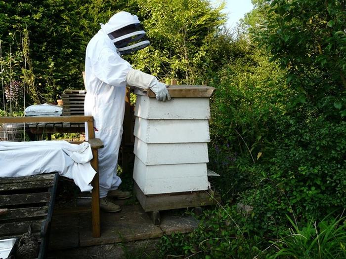 élevage de deux reines d'abeilles