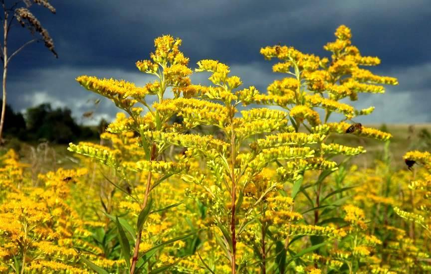 planta de mel goldenrod