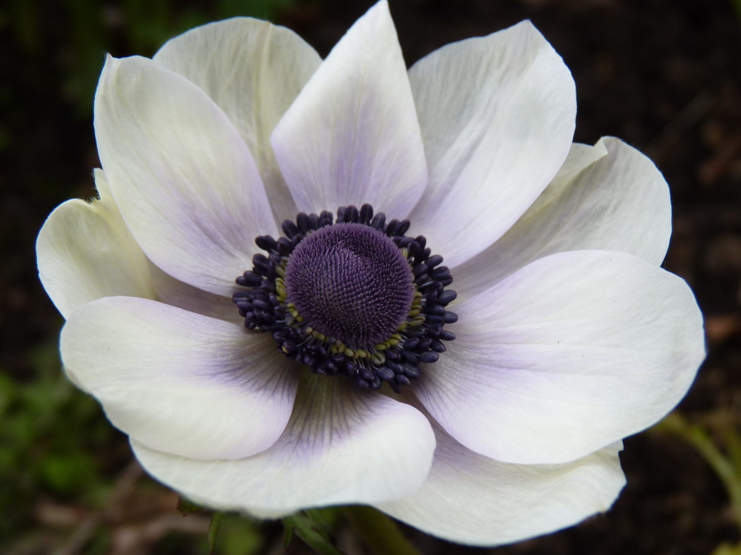 TOP 60 flores de prímula com nomes, descrições e quais escolher