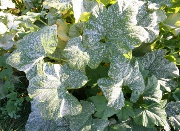 powdery mildew on cucumbers