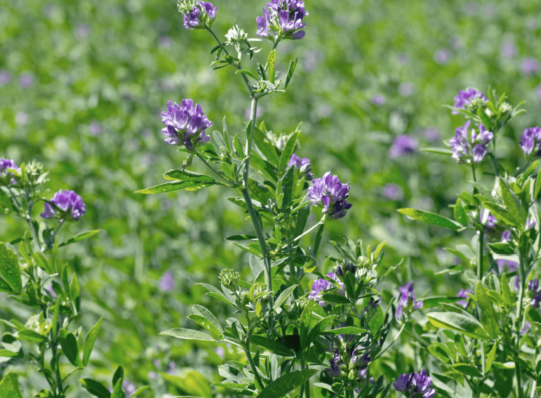 lucerne