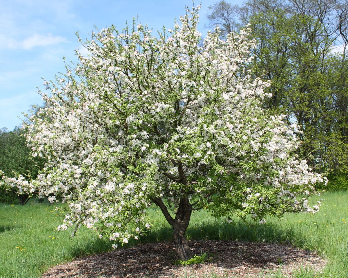 árbol de manzana