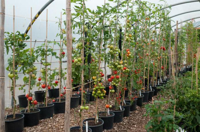 Spasskaya Tower tomato in pots