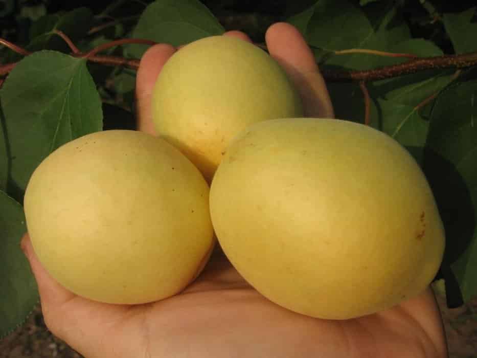 odrůda meruněk citron