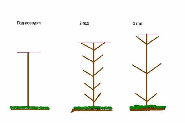 Snoeien van appelbomen per jaar 