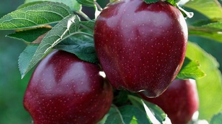 appelboom rood heerlijk