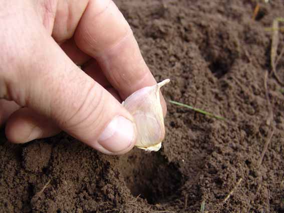 planter de l'ail