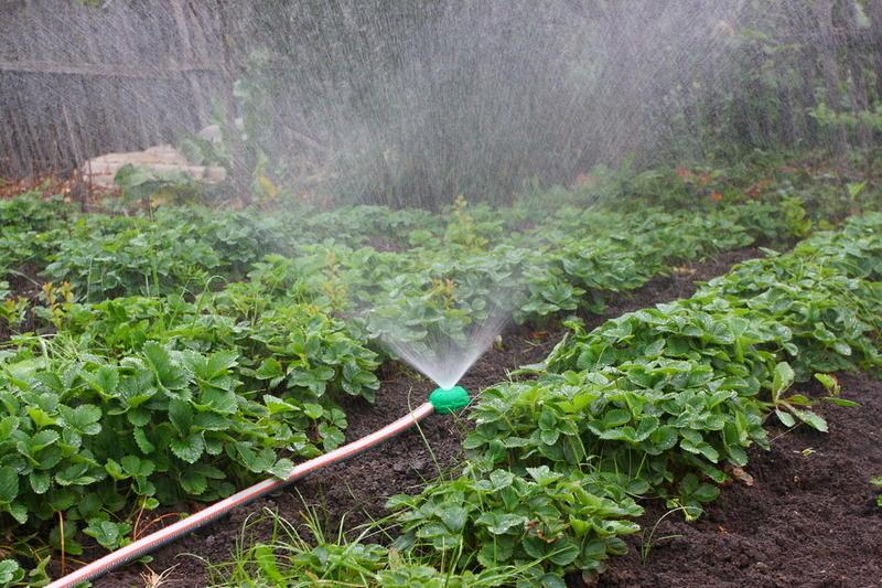 aardbeien water geven