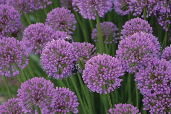 allium cibule 