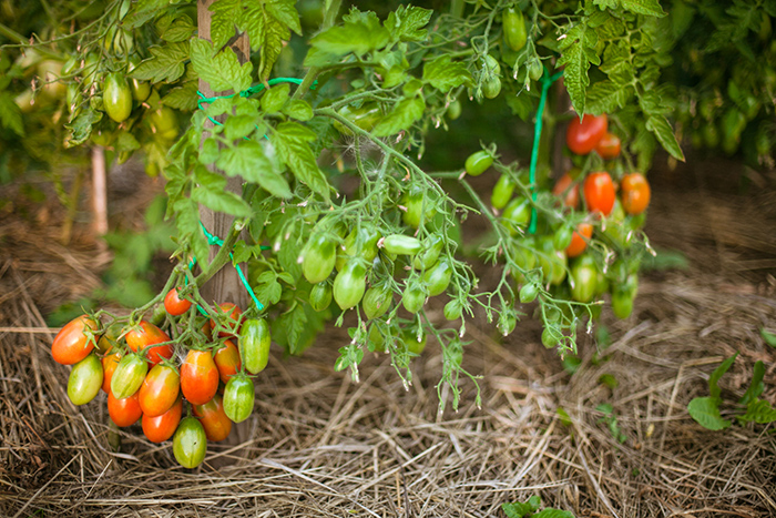 Tomatenschmetterling