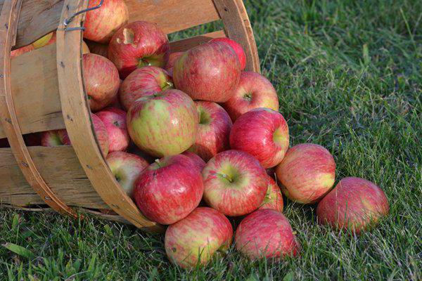 pomes en una cistella 