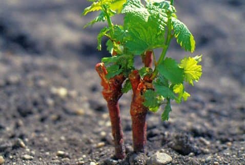 plantando uvas