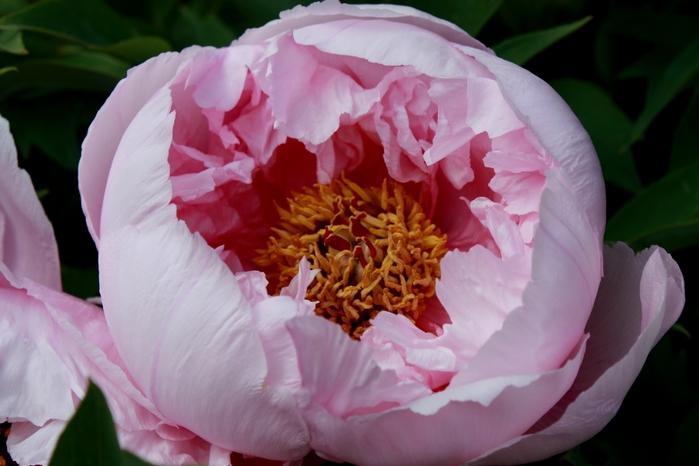 peony pink