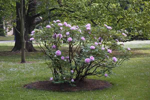 peony flowerbed 