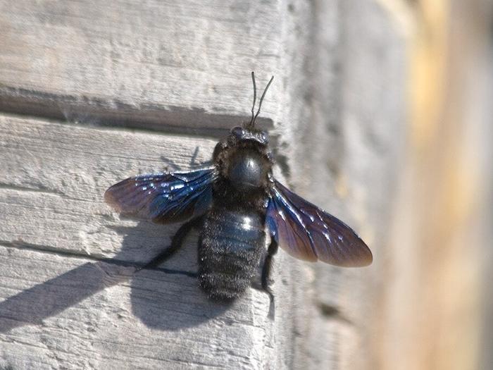 große schwarze Biene