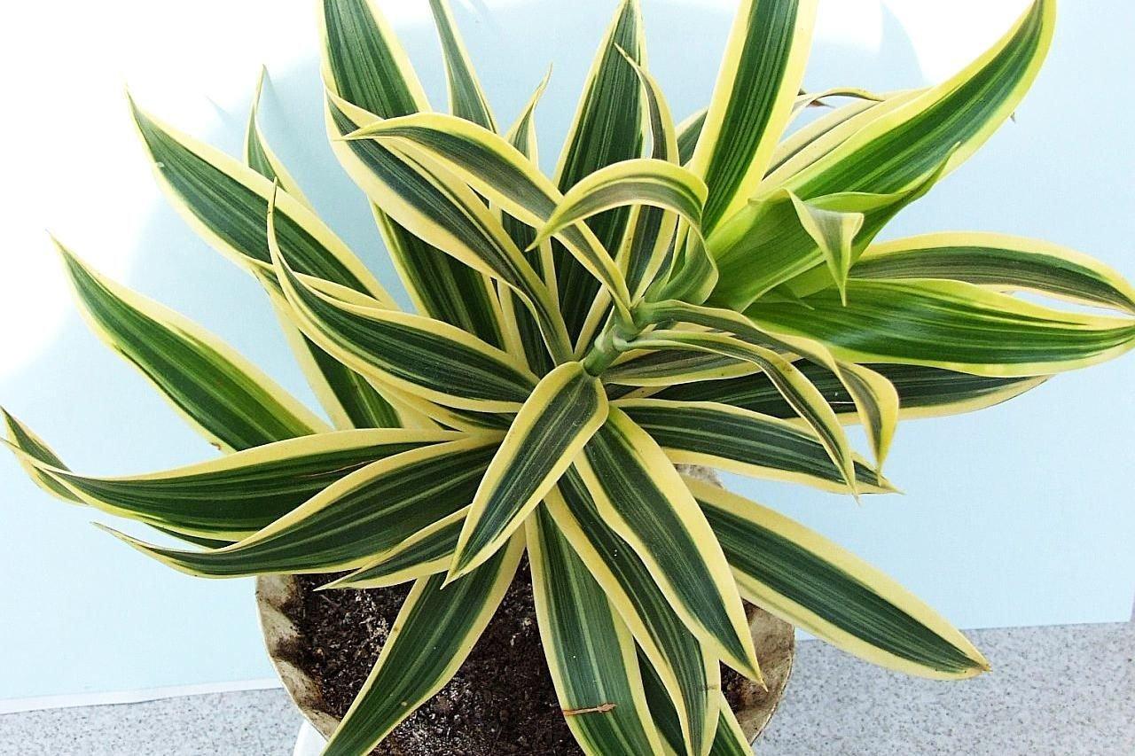 Dracaena