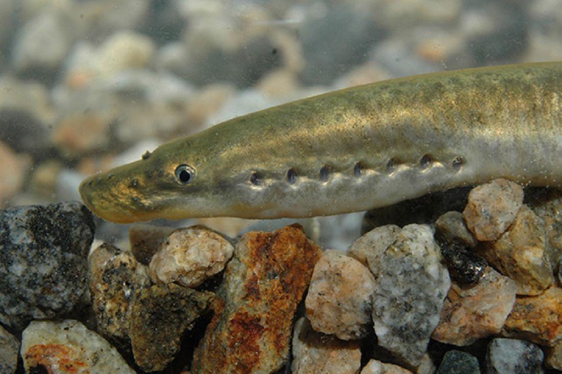 List and description of 39 predatory and herbivorous river fish, their features