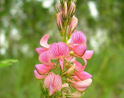 sandig sainfoin