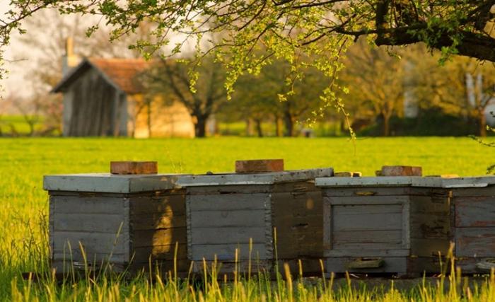 Was ist ein Bienenhaus?