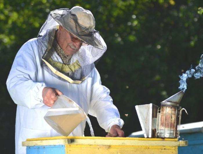 feeding bees