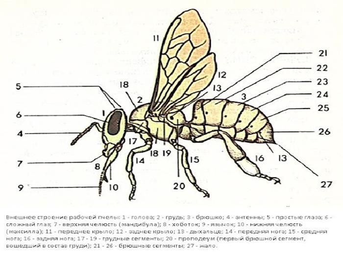 structure of a bee