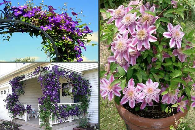 Clematis ziedi