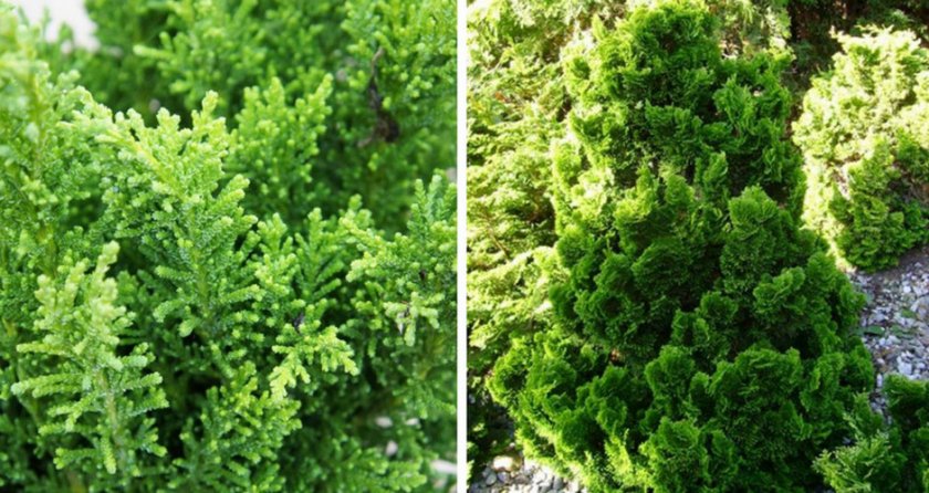 TOP 40 coniferous trees and shrubs with names, plant descriptions