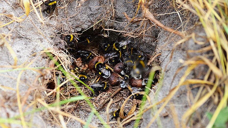 bumblebee nest