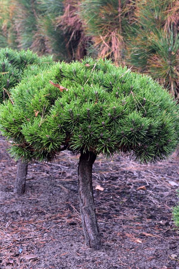 Description and varieties of dwarf pines, care and use in landscape design