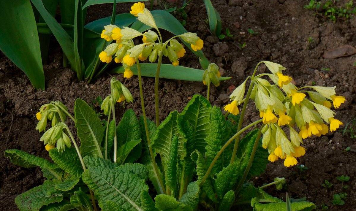 TOP 60 spring primrose flowers with names, descriptions and which ones to choose